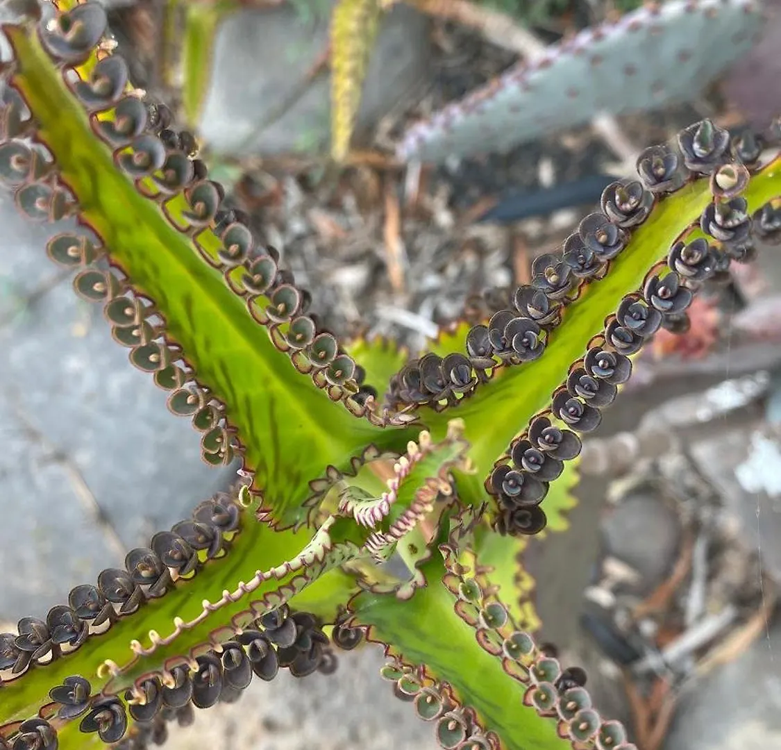 Finca La Calerita D Uga Ισπανία